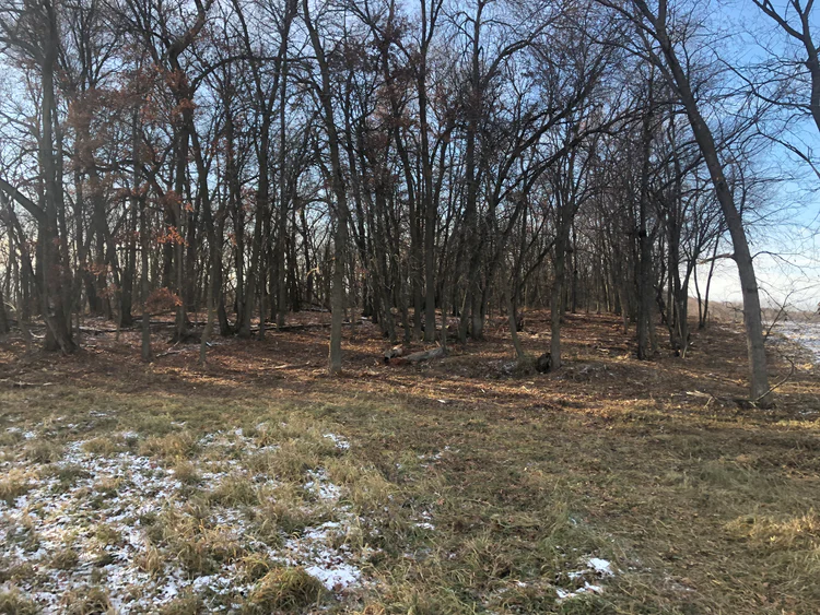 1 Acre Lot Clearing